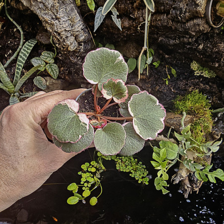 Saxifraga stolonifera tricolor