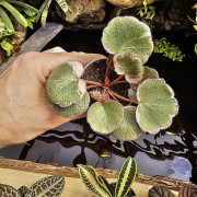 Saxifraga stolonifera tricolor – Plante d’intérieur décorative | JungleBox