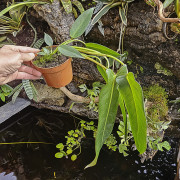 Philodendron spiritus-sancti