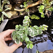 Ficus pumila ‘Bellus’ – Plante rampante tropicale | JungleBox