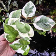 Epipremnum N’Joy – Pothos panaché compact plante d’intérieur facile