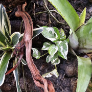 Epipremnum N’Joy – Pothos panaché compact plante d’intérieur facile