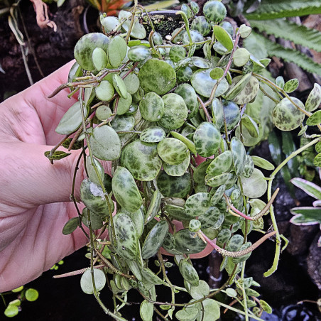 Peperomia prostrata