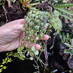 Peperomia prostrata String of Turtles plante retombante terrarium