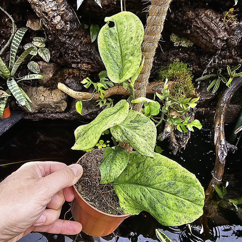 Rhaphidophora korthalsii "marble aurea"