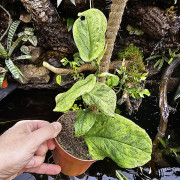 Rhaphidophora korthalsii "marble aurea"