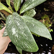 Rhaphidophora elliptica mint