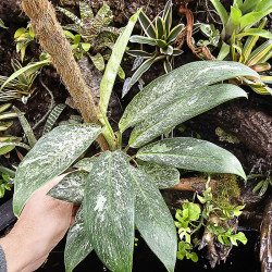 Rhaphidophora elliptica mint