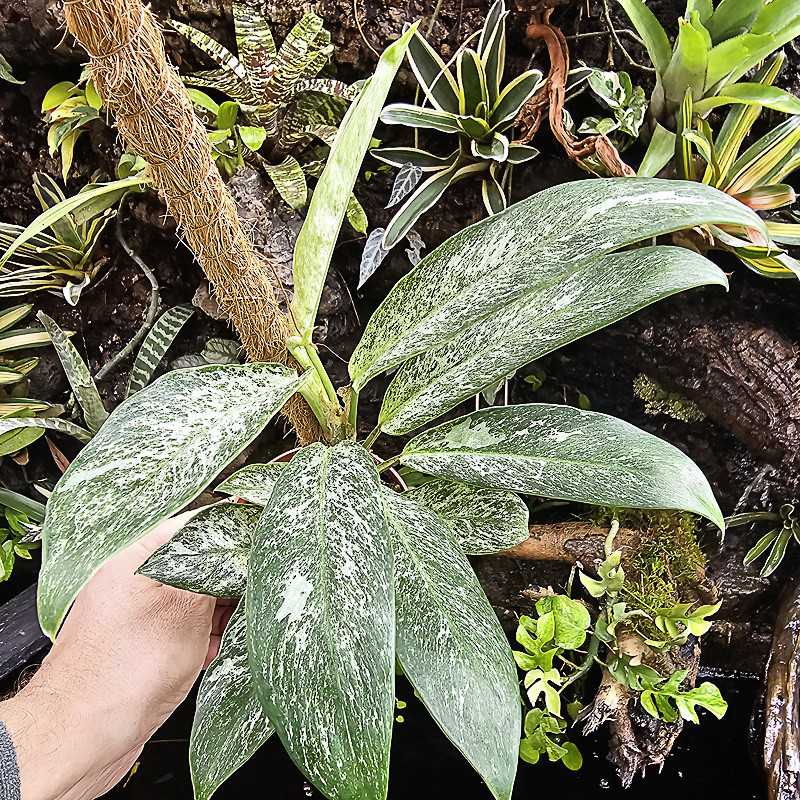 Rhaphidophora elliptica mint