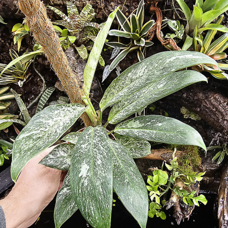Rhaphidophora elliptica mint