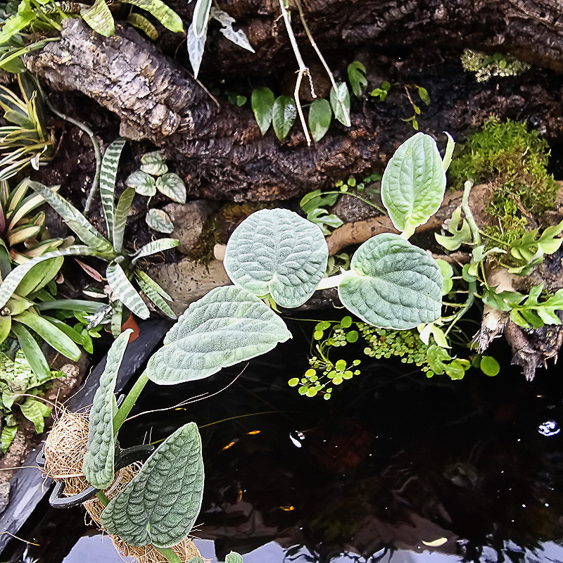 Rhaphidophora tenuis silver
