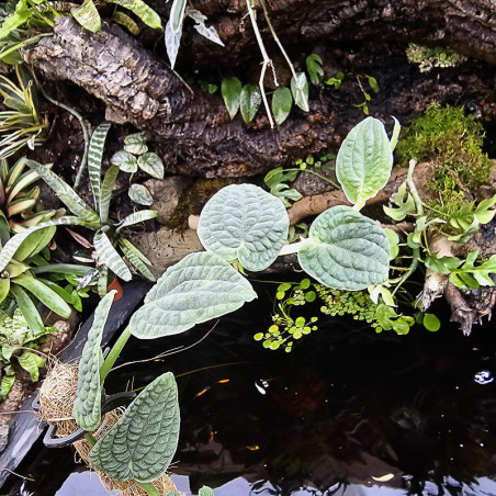 Rhaphidophora tenuis silver