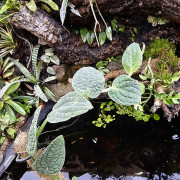 Rhaphidophora tenuis silver form