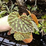 Begonia chlorosticta