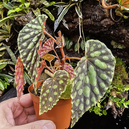 Begonia chlorosticta