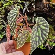 Begonia chlorosticta