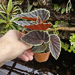 Begonia darthvaderiana'green spot'