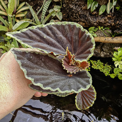 Begonia darthvaderiana'green spot'
