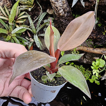 Philodendron Red Sun – Plante tropicale rouge évolutive | JungleBox