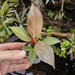 Philodendron Red Sun – Plante tropicale rouge évolutive | JungleBox