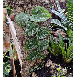 Monstera dubia 40/50cm