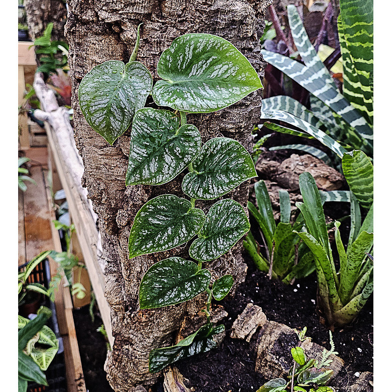 Monstera dubia 40/50cm