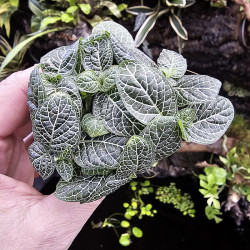 Fittonia verschaffeltii 'mini white'