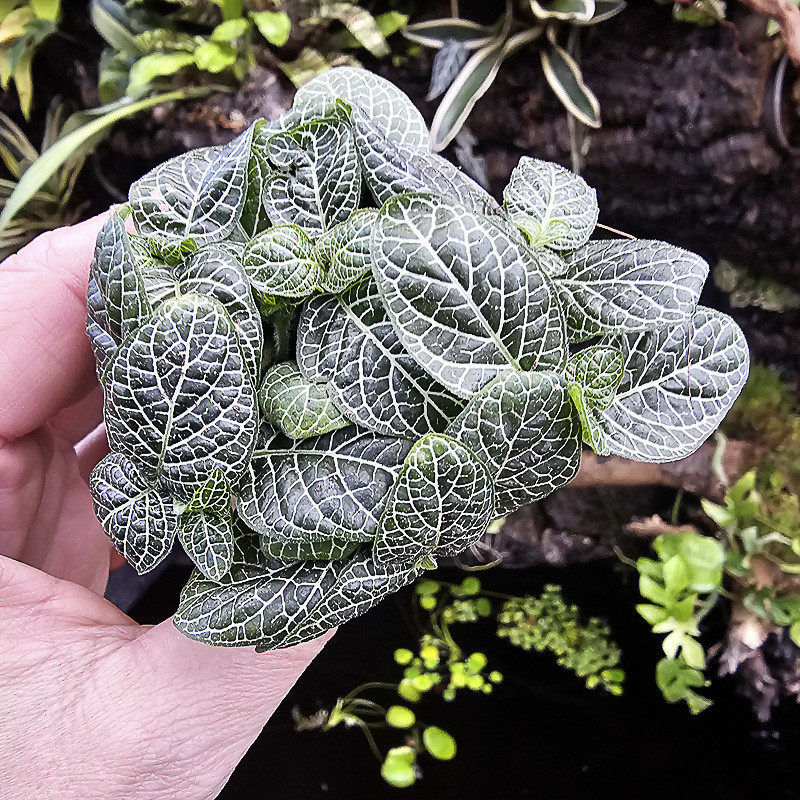 Fittonia verschaffeltii 'mini white'