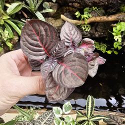 Iresine herbstii plante rouge intérieur terrarium | JungleBox