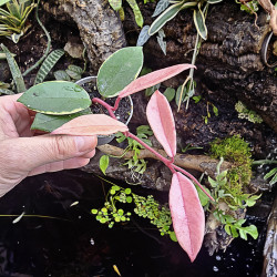 Hoya carnosa tricolor flamingo dream