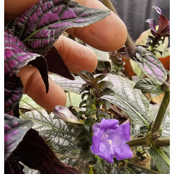 Strobilanthes dyerianus en fleur