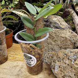 Rhaphidophora tenuis