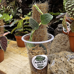 Rhaphidophora tenuis silver form