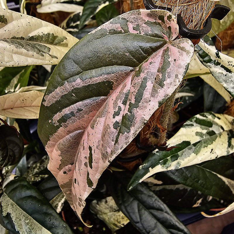 Ficus sagittata pink – Plante tropicale panachée rare d’intérieur et terrarium