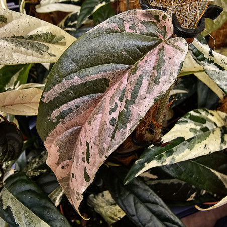 Ficus sagittata pink – Plante tropicale panachée rare d’intérieur et terrarium