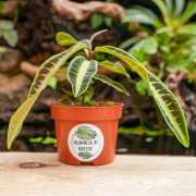 Labisia jabi – Plante pour terrarium | JungleBox