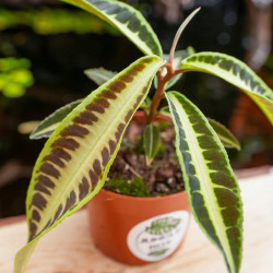 Labisia jabi – Plante pour terrarium | JungleBox