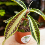 Labisia jabi – Plante pour terrarium | JungleBox