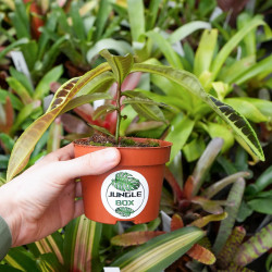 Labisia jabi – Plante pour terrarium | JungleBox