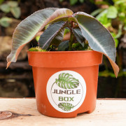 Labisia pumila – Plante médicinale rare | JungleBox