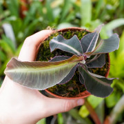 Labisia pumila – Plante médicinale rare | JungleBox