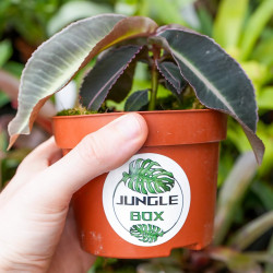 Labisia pumila – Plante médicinale rare | JungleBox