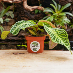 Labisia japonica variée – Plante médicinale rare | JungleBox