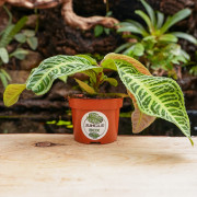 Labisia japonica variée – Plante médicinale rare | JungleBox