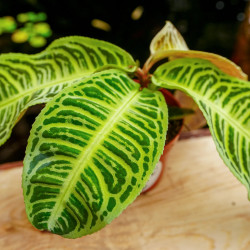 Labisia japonica variée – Plante médicinale rare | JungleBox