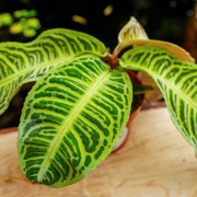 Labisia japonica variée – Plante médicinale rare | JungleBox