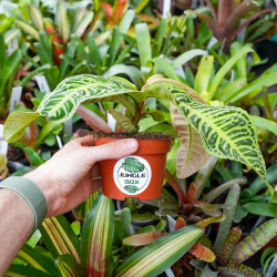 Labisia japonica variée – Plante médicinale rare | JungleBox