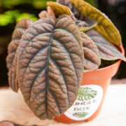 Labisia sp.Vietnam une plante rare et originale