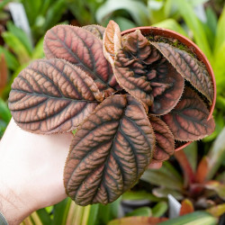 Labisia sp.Vietnam une plante rare et originale