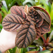 Labisia sp.Vietnam une plante rare et originale